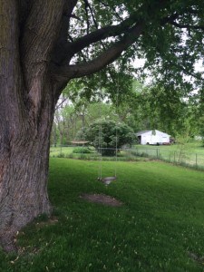 Maple Tree Swing