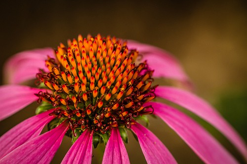 photo credit: Lotus Carroll via photopin cc