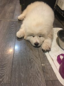 The Great Pyrenees puppy approves of our new flooring