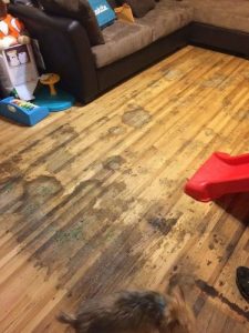 Heavily pet stained floors after removing carpet