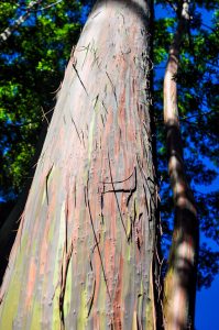 Rainbow eucalyptus just before mile marker 7 on the Road to Hana