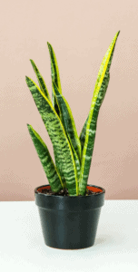Lively Root snake plant