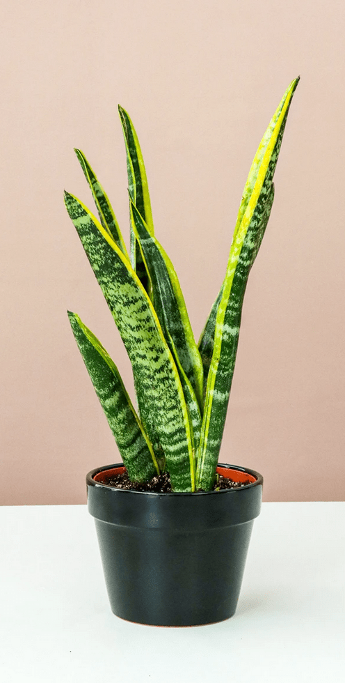 Lively Root snake plant