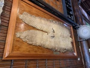 Photo of the skin of a pirarucu fish in the Amazon