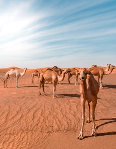 20 photos to inspire you to visit Abu Dhabi - Camels