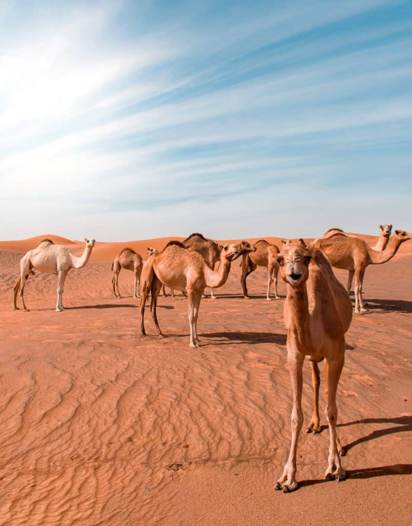 20 photos to inspire you to visit Abu Dhabi - Camels