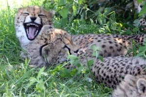 Cheetah cubs at E. Beyond the Big 5 in the Maasai Mara