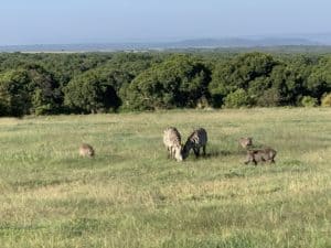 Warthog and Zebra passing through Enonkishu Conservancy in the Maasai Mara, Kenya