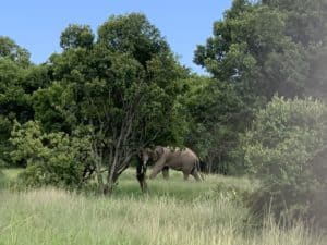 Elephants passing through Enonkishu Conservancy in the Maasai Mara, Kenya