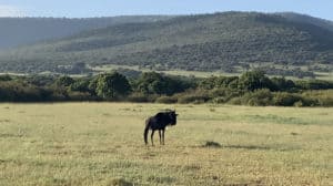 A wildebeest passing through Enonkishu Conservancy in the Maasai Mara, Kenya