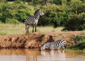 The only animal we ever saw drink out of the waterhole at Enonkishu Conservancy in the Maasai Mara, Kenya