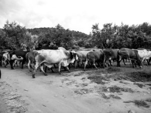 Some of Enonkishu's cattle in the Maasai Mara, Kenya