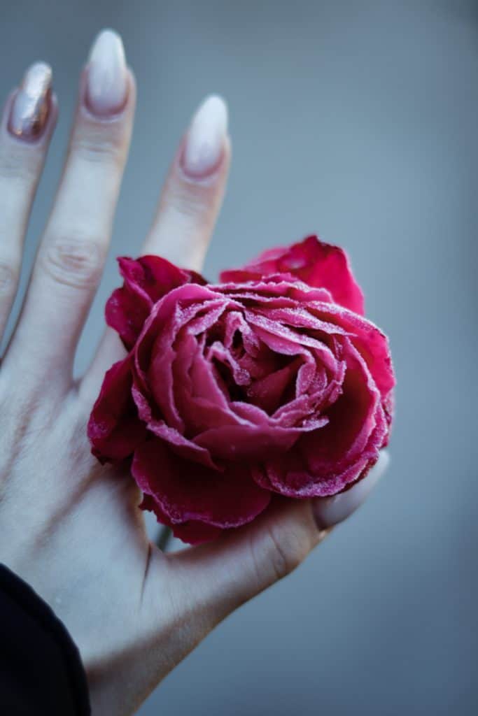 winter garden? picture of a manicured hand holding a frosty flower