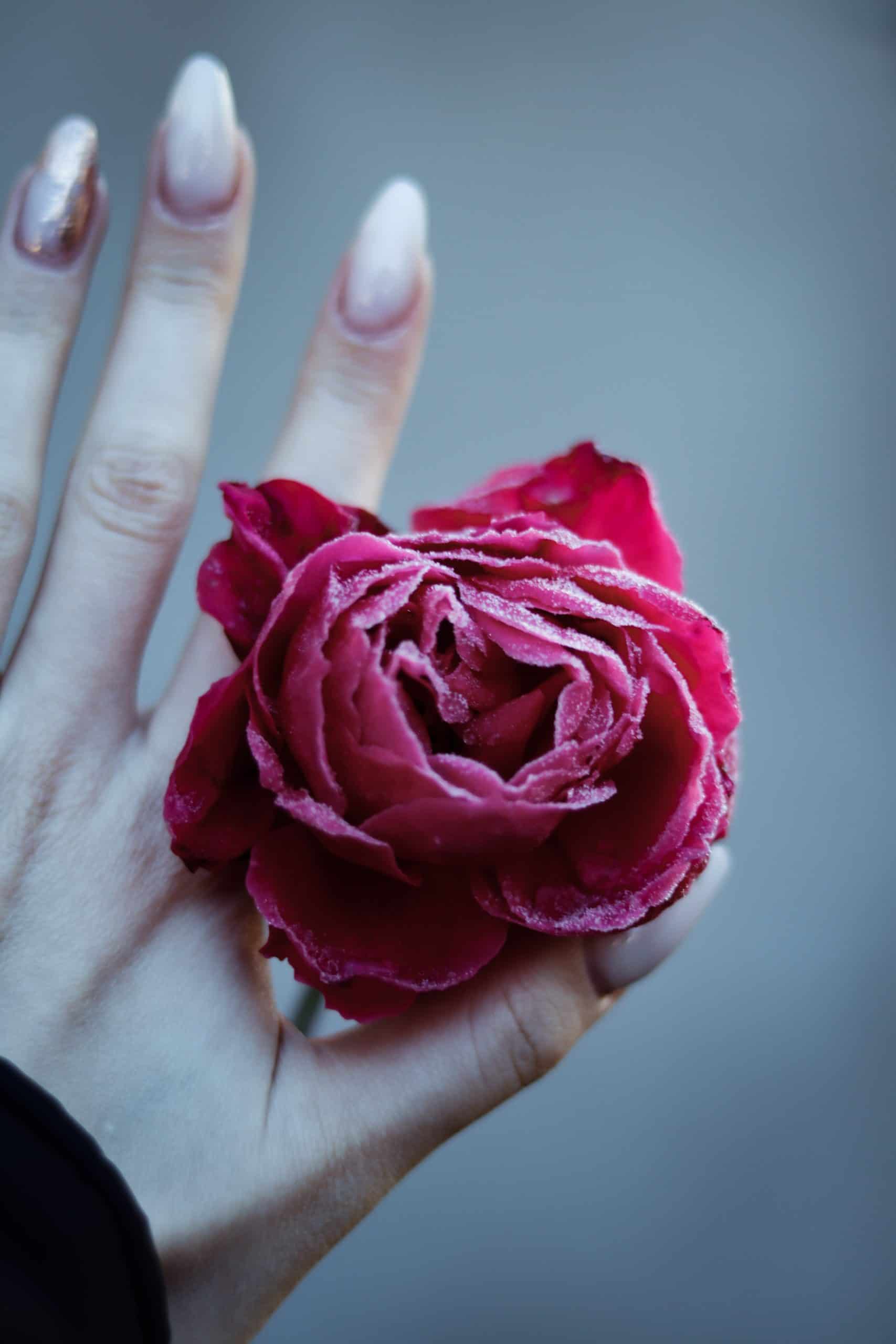 winter garden - a frosty flower in a manicured hand