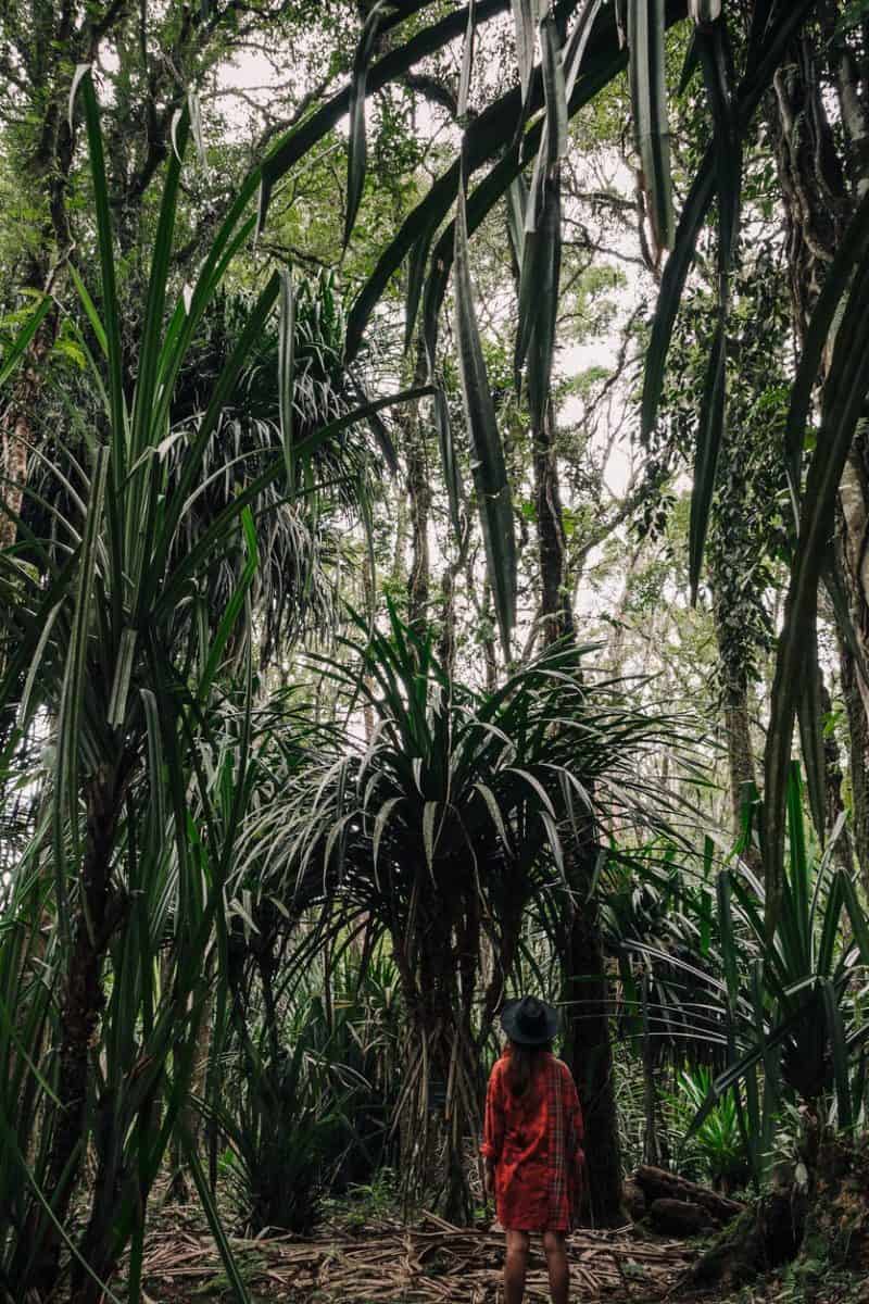 back view of woman standing in the middle of the rainforest