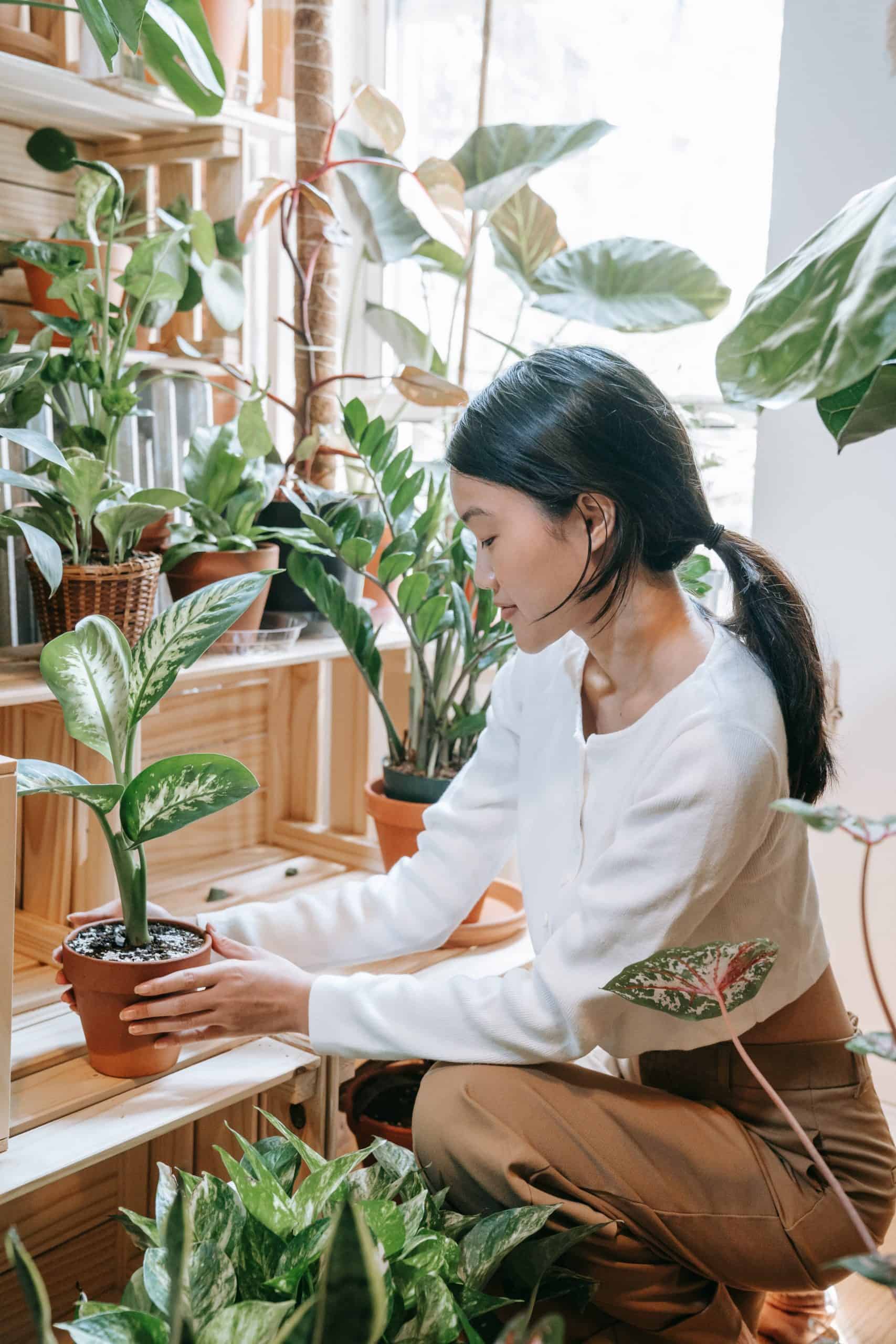 Woman placing a potted plant on a shelf. Greener Living