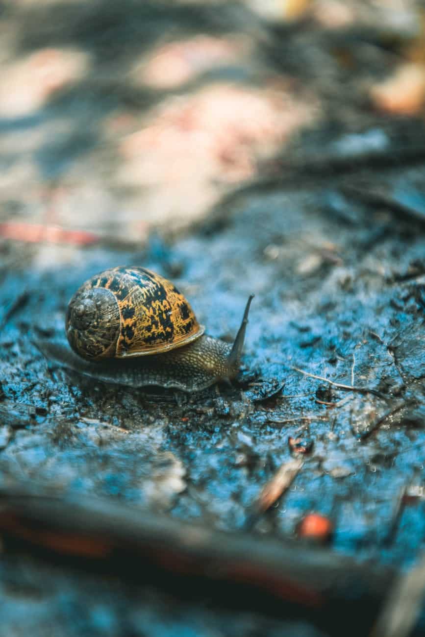 snail insect bugs bug