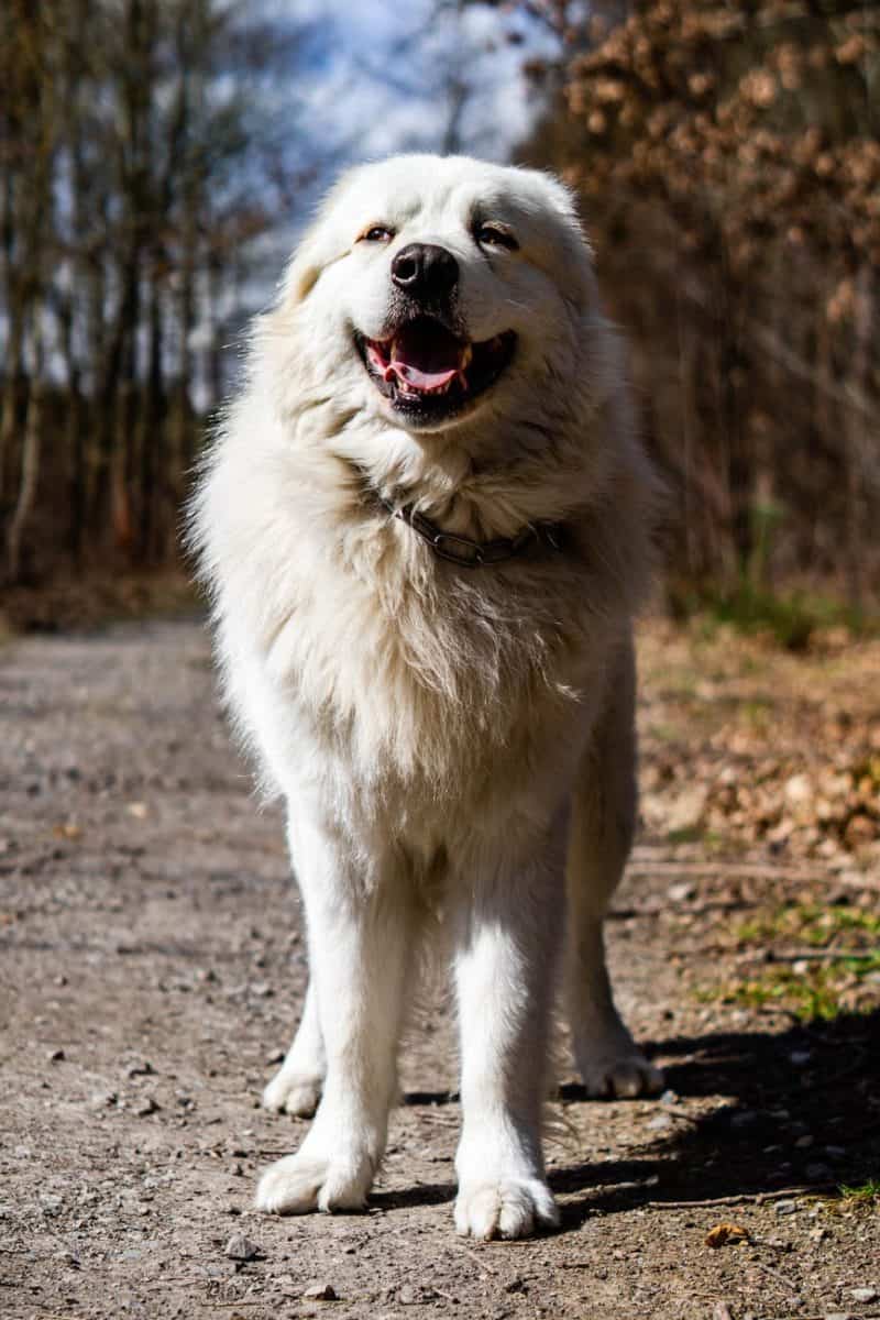 a mountain dog standing outdoors