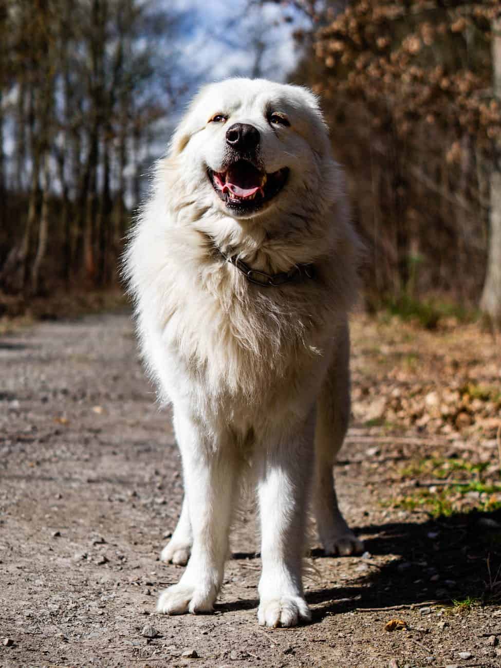 a mountain dog standing outdoors