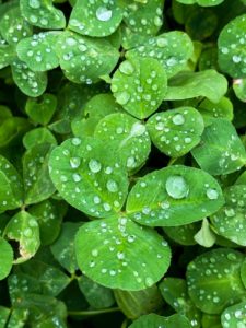 green leaves covered with dew