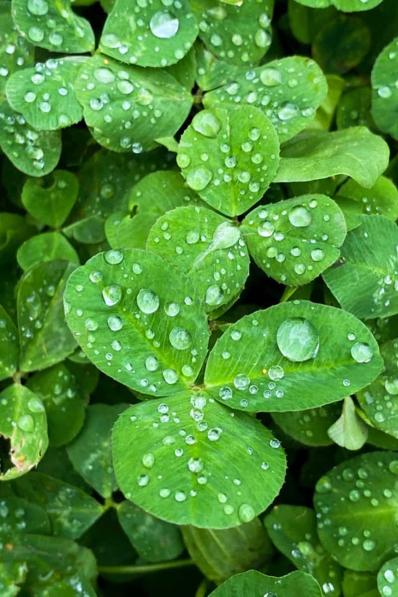 green leaves covered with dew