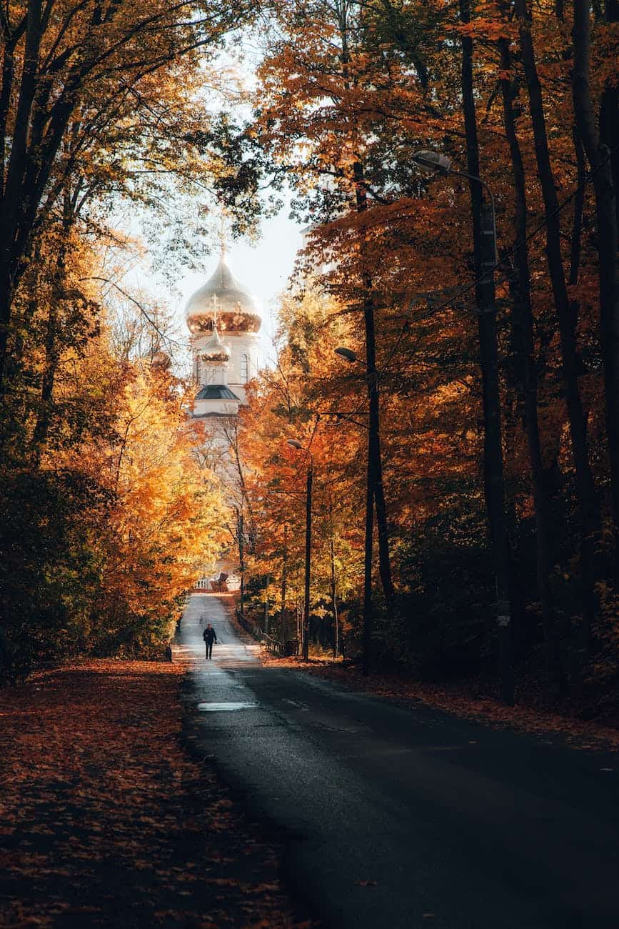 a person walking on a road between tall trees near a mosque