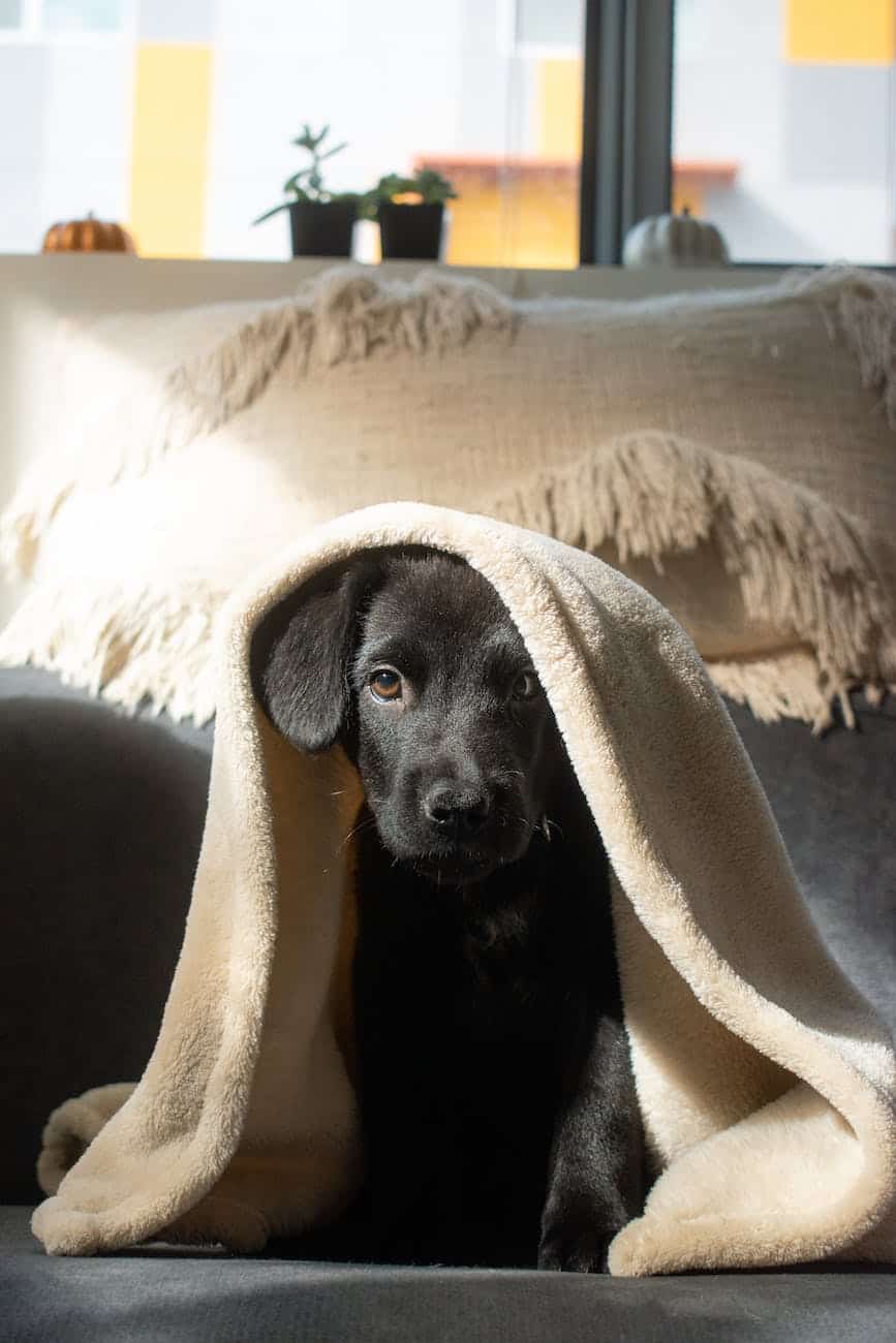black labrador puppy under blankets
