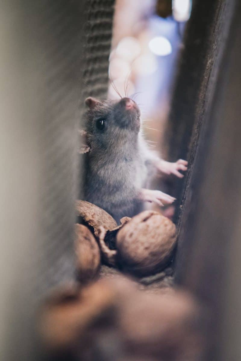 soft focus of mice through walls