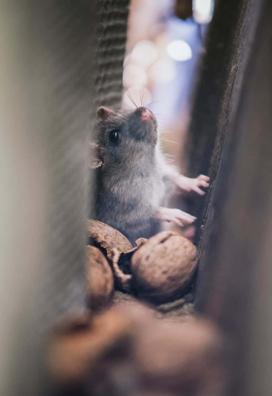 soft focus of mice through walls