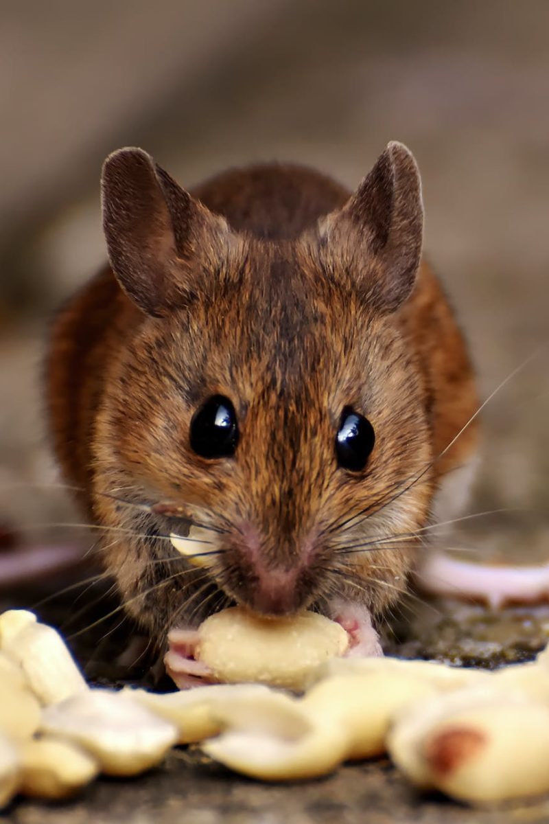 brown rat eating food