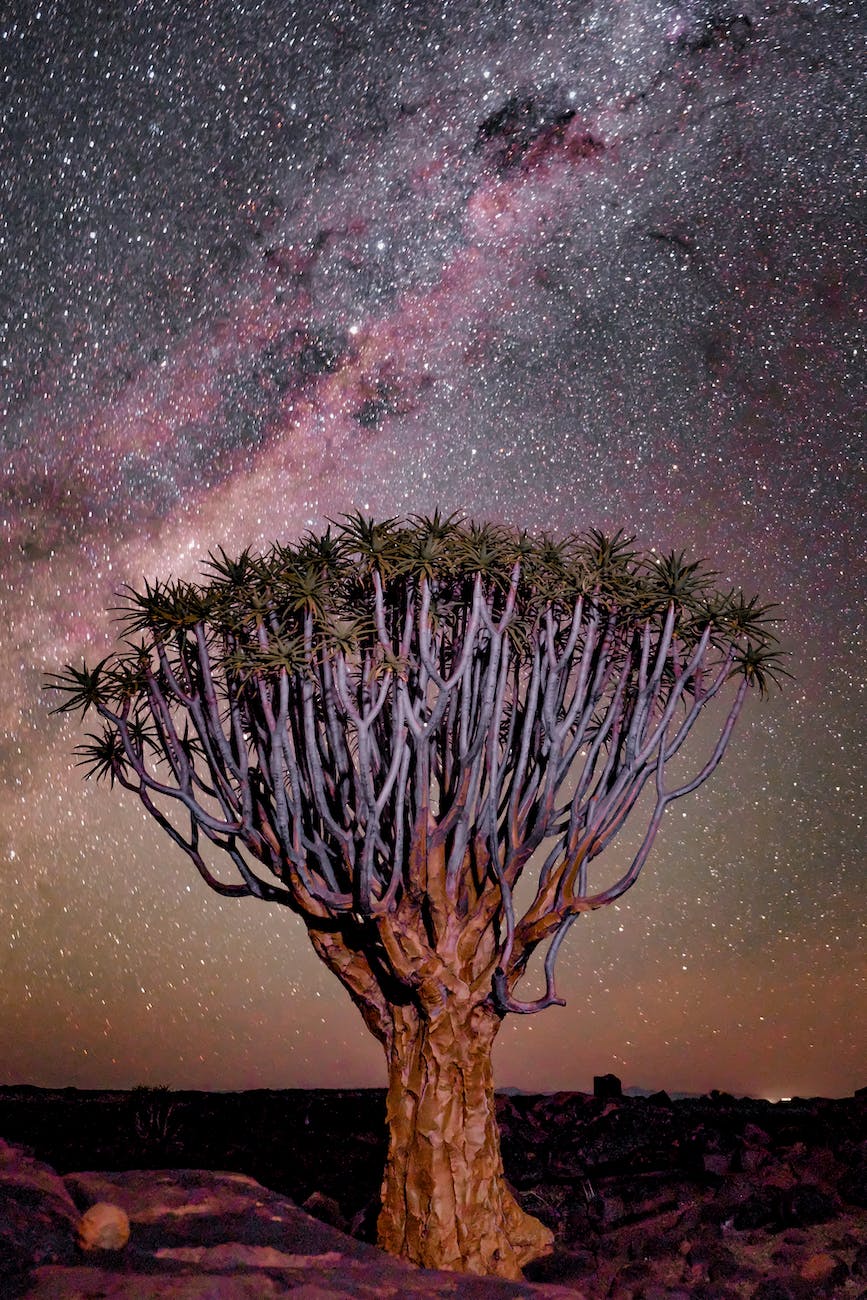tree under starry sky
