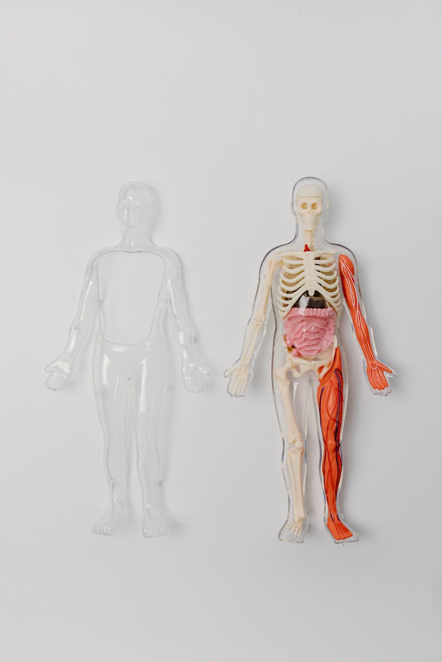 human skeleton and internal organs
