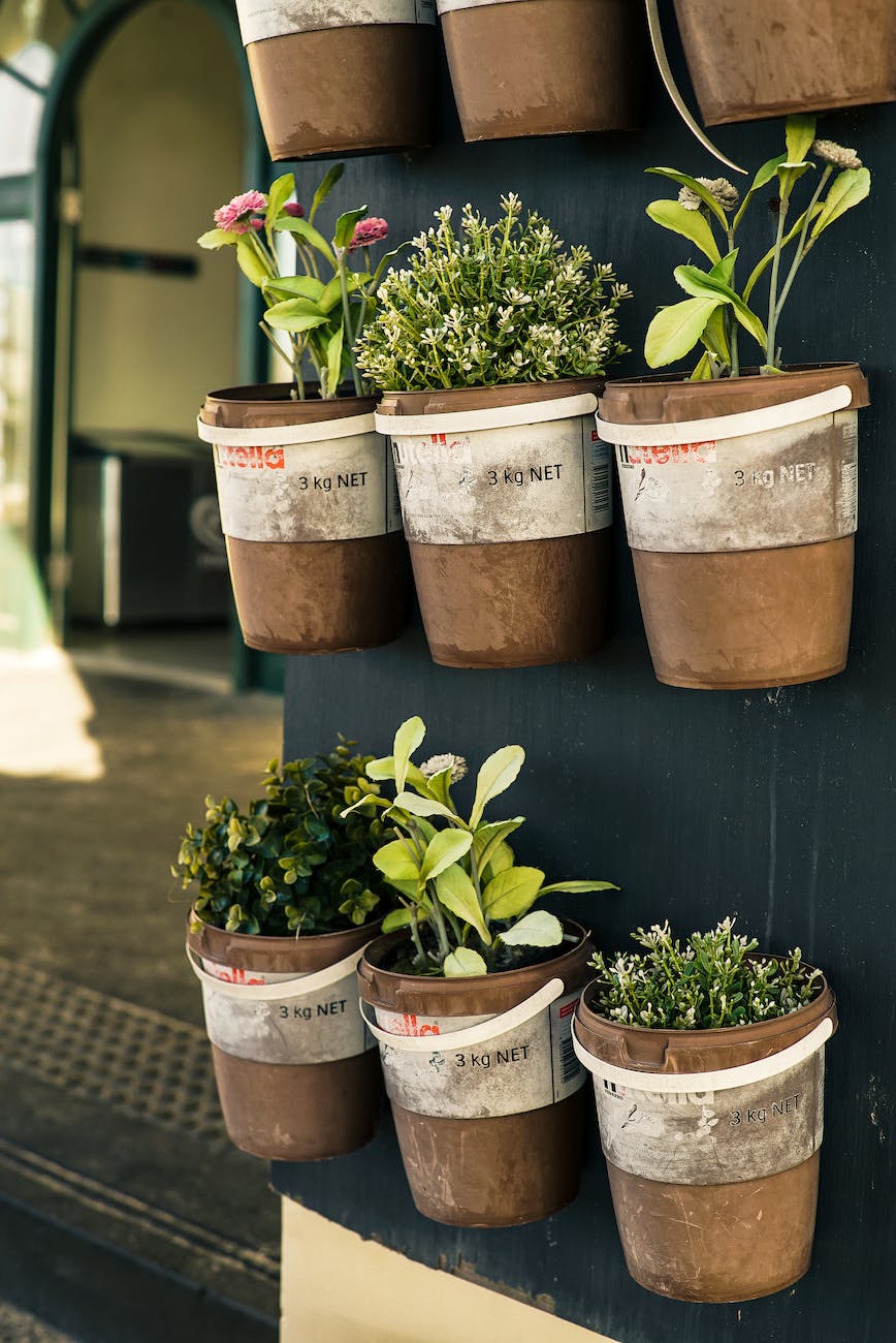 six potted plants close up photo