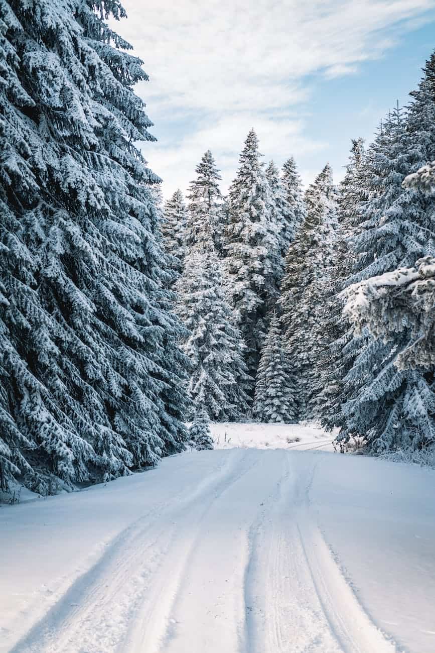 photo of snow field near trees