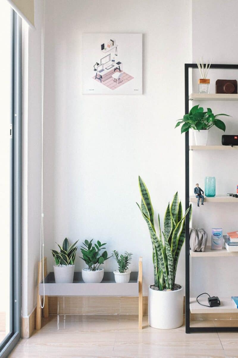rectangular white and black wooden display rack beside green snake plant
