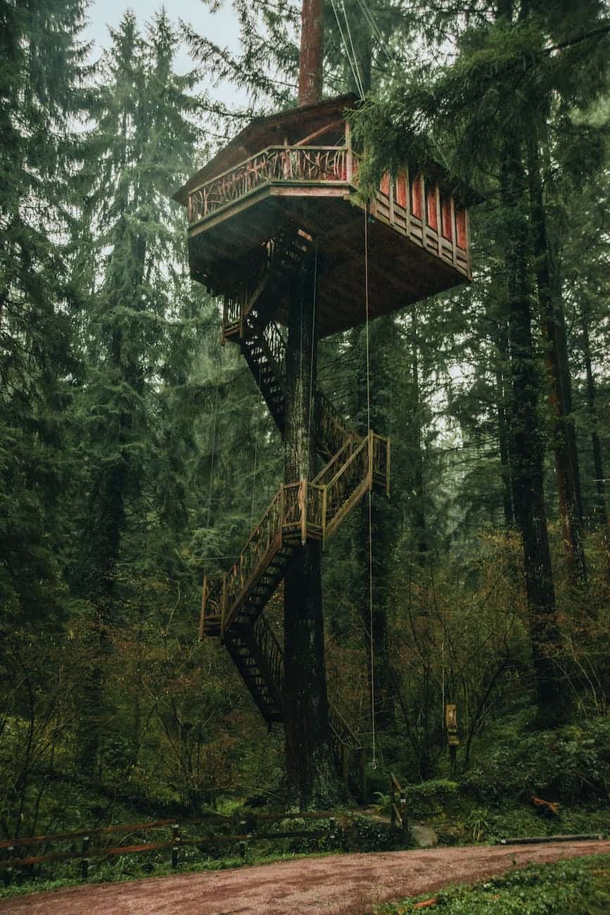 wooden house on tree trunk located in lush forest