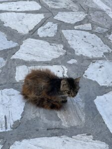 A crazy looking cat in Greece