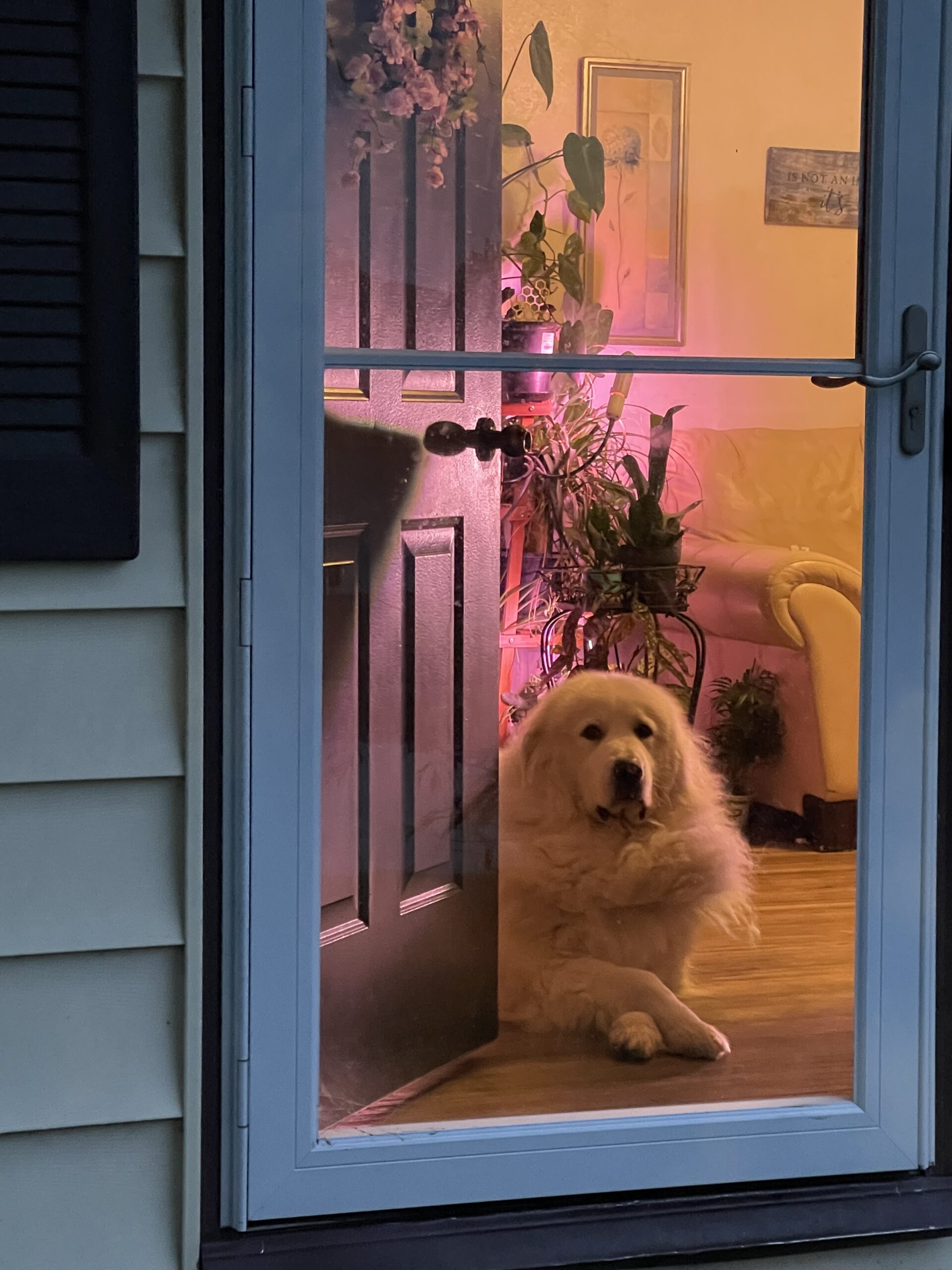 great Pyrenees waiting patiently