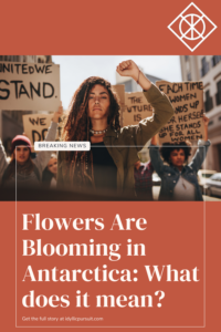 flowers are blooming in antarctica- what does it mean