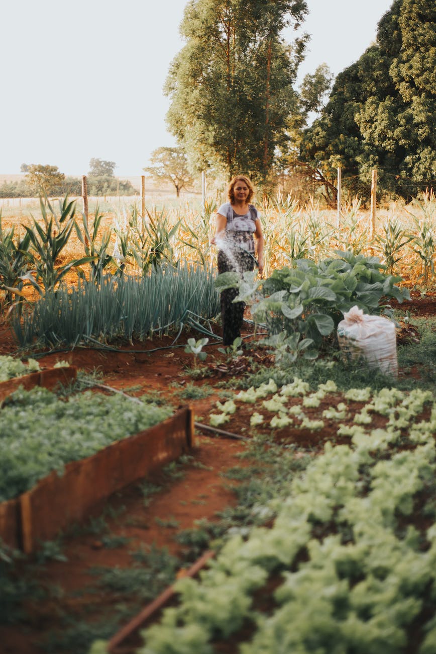 woman watering vegetable garden