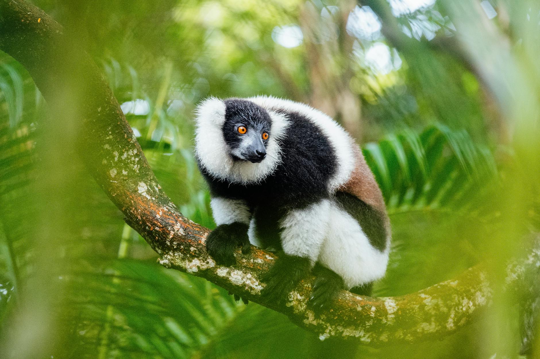 black brown and white animal on tree