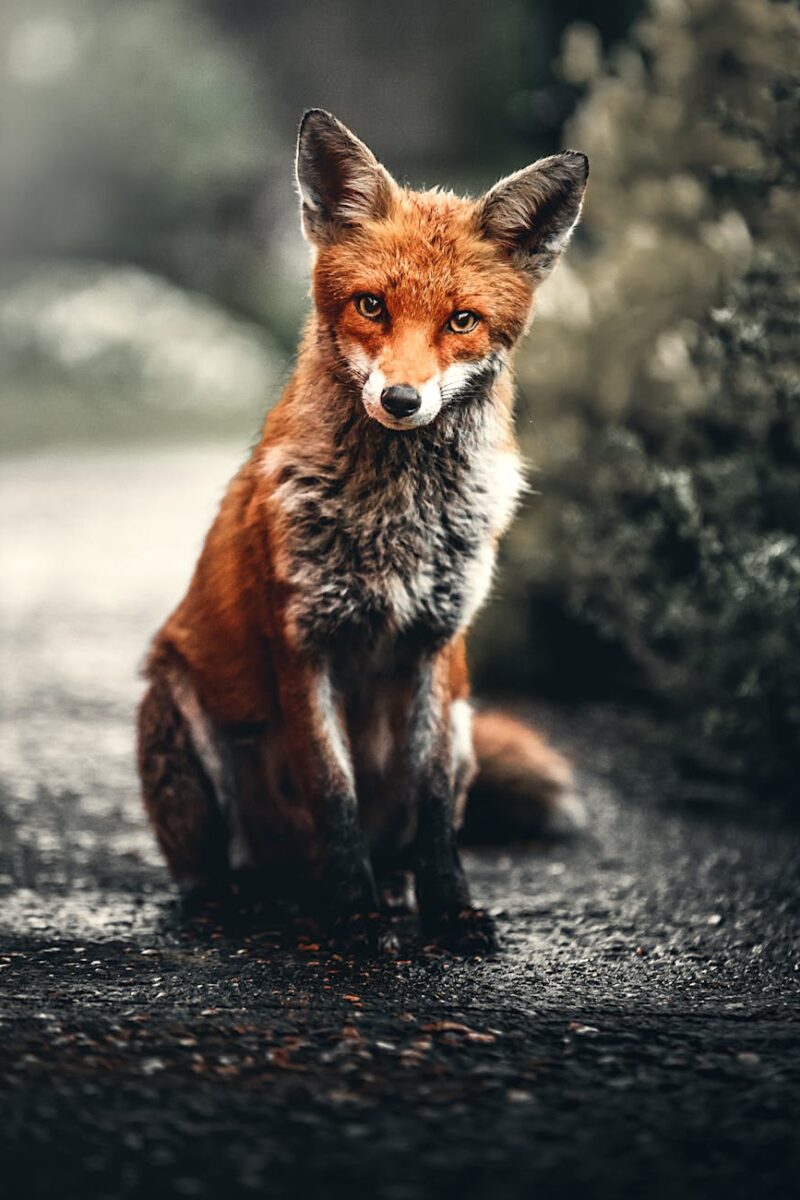 photo of fox sitting on ground