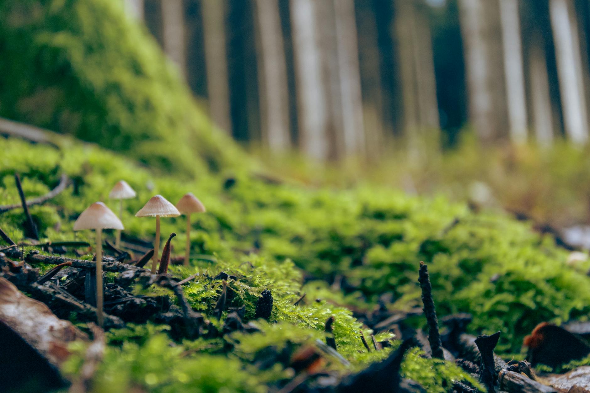 mushrooms on green grass in forest