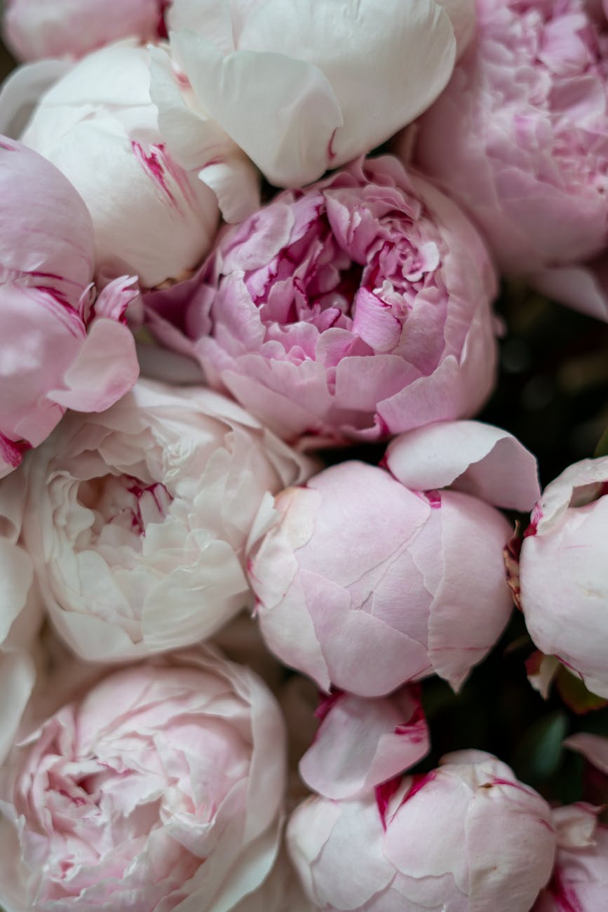 pink and white flower buds