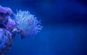 macro photography of white coral