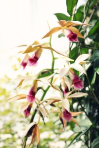 yellow and purple petaled flowers