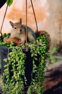 squirrel holding some nuts on a hanging plant