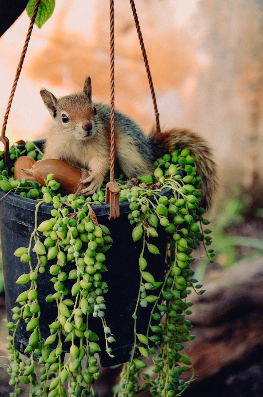 squirrel holding some nuts on a hanging plant