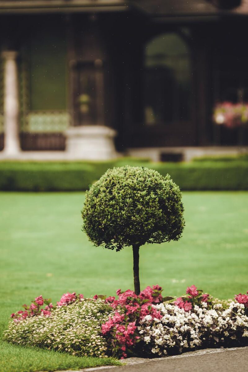 green tree near house