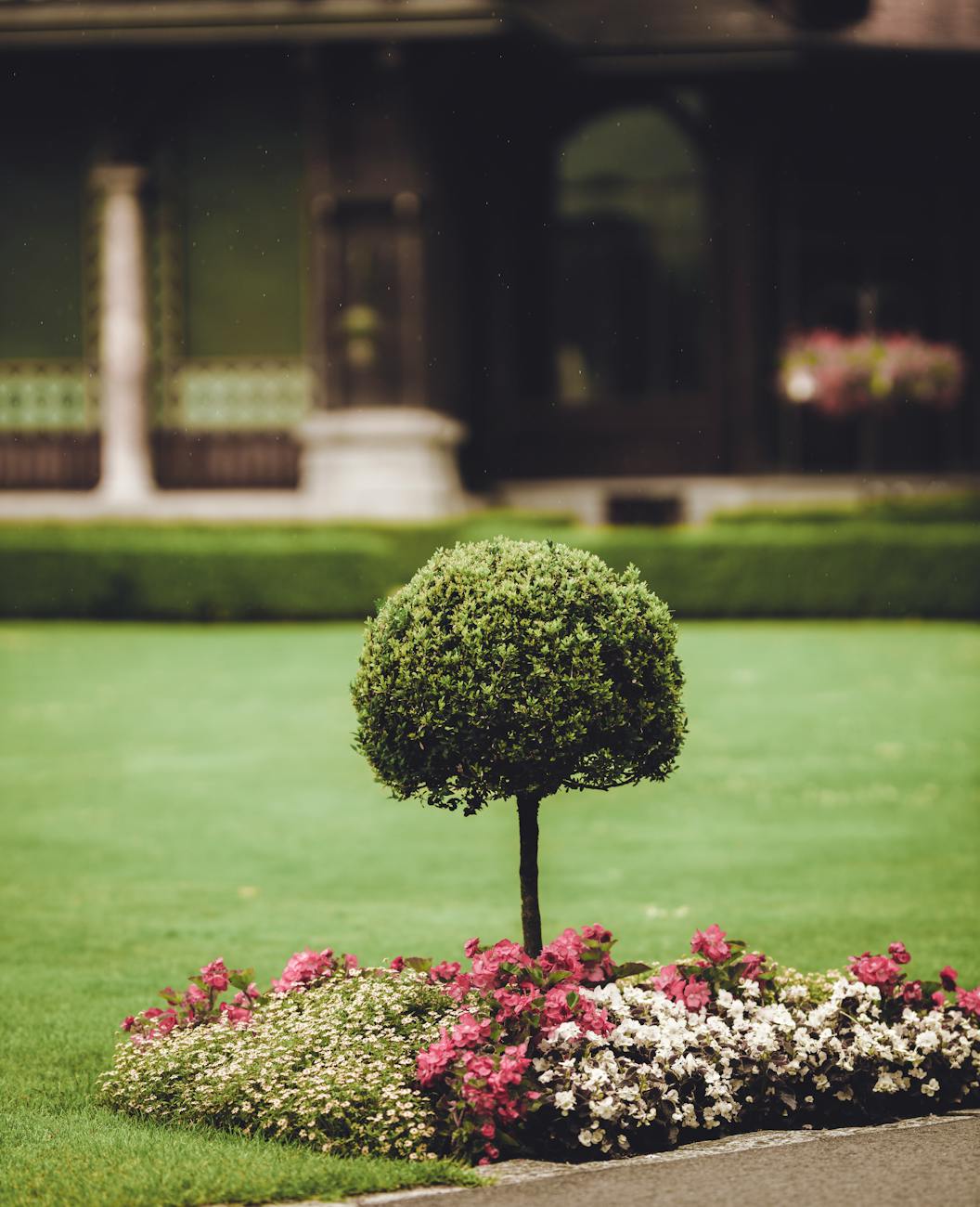 green tree near house